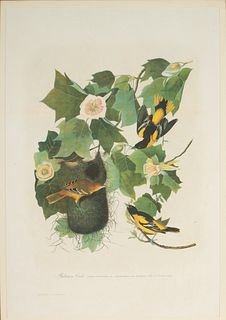 after John James Audubon (1785-1851), Baltimore Oriole