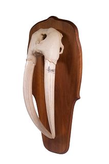 LARGE WALRUS SKULL MOUNT WITH TUSKS AND TEETH, SCRIMSHAWN, ON PLAQUE