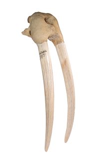 LARGE WALRUS SKULL MOUNT WITH TUSKS AND TEETH, SCRIMSHAWN