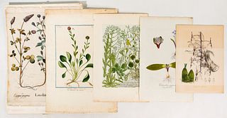 Botanical Engraving Assortment
