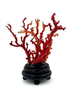 Chinese Red Coral Specimen Display