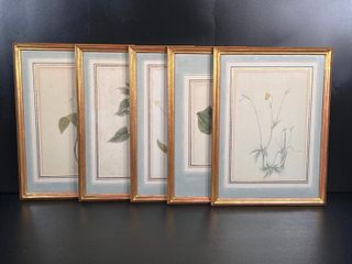 Heneage Finch, Five Botanical Watercolors