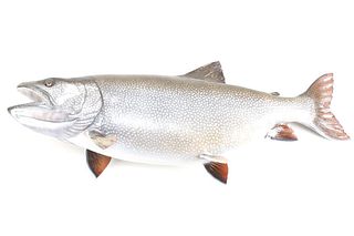 Alaskan King Salmon Full Body Taxidermy Wall Mount