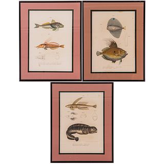 Three German School Hand-Colored Lithograph's Pertaining to Ichthyology