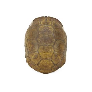 Antique Round Land Turtle Shell