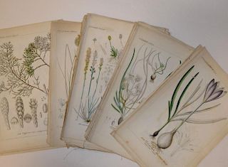 Collection of floral and botanical bookplates, 19th century, and a selection of hand coloured aquati