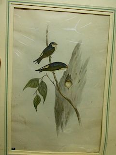 Gould and Richter,  Tree Martin, coloured lithograph printed by C. Hullmandel, 54 x 36cm, mounted wi