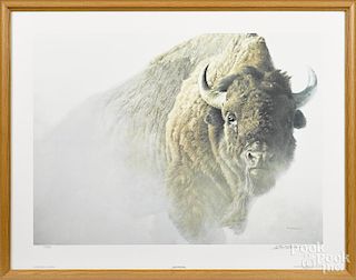 Robert Bateman signed print of an American Buffalo, numbered 504/950, 20'' x 27''.