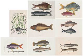Eight Mark Catesby Fish Engravings