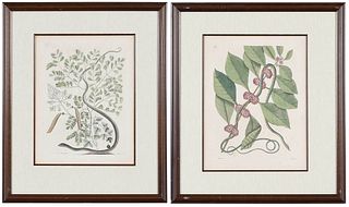 Two Mark Catesby Snake Prints  