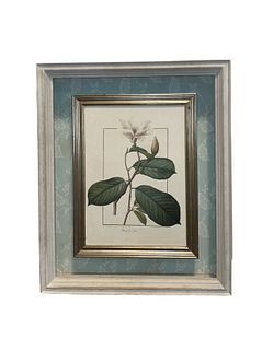 Ornately Framed Botanical Print of Magnolia 