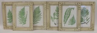 Set of (6) Bradbury & Evans Frame Botanical Prints