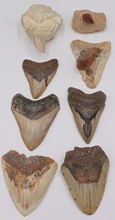 FOSSIL. (7) Megalodon Fossilized Teeth.