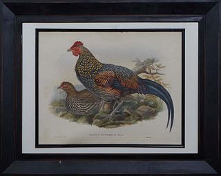 J. Gould and W. Hart, "Gallus Sonnerati," 20th c., lithograph, after the original colored engraving, presented in a polychromed frame, H.- 15 in., W.-