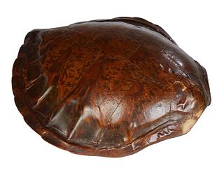 Large Tortoise Shell, H.- 8 in., W.- 24 in., D.- 26 1/2 in.