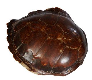 Large Tortoise Shell, H.- 8 1/2 in., W.- 24 in., D.- 27 in.