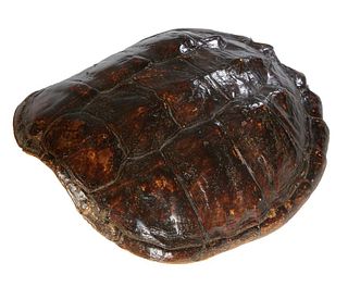 Small Tortoise Shell, H.- 4 in., W.- 10 1/2 in., D.- 12 in.