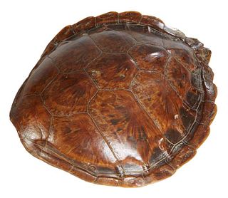 Tortoise Shell, H.- 4 3/4 in., W.- 15 in., D.- 17 in.