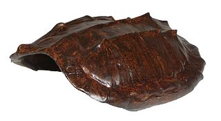 Large Louisiana Snapping Turtle Shell, H.- 8 in., W.- 15 1/2 in., D.- 20 1/2 in.
