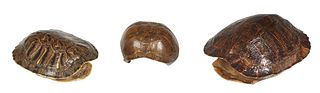 Group of Three Louisiana Box Turtle Shells, Largest- H.- 3 1/2 in., W.- 5 1/2 in., D.- 7 1/4 in. (3 Pcs.)