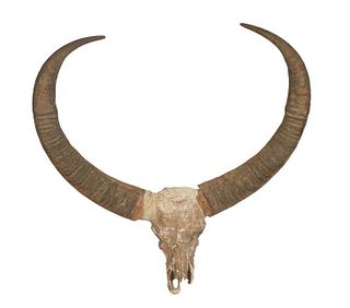 African Water Buffalo Skull and Horns, 20th c., H.- 44 in., W.- 43 1/4 in., D.- 10 in.