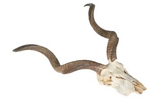 African Kudu Skull and Pair of Horns, 20th c., H.- 36 in., W.- 28 in.