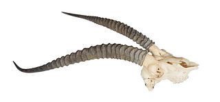 African Eland Antelope Skull and Horns, 20th c., H.- 28 1/2 in., W.- 20 1/4 in.