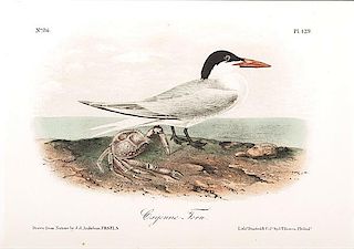 Audubon Avian Prints, Bowen Edition