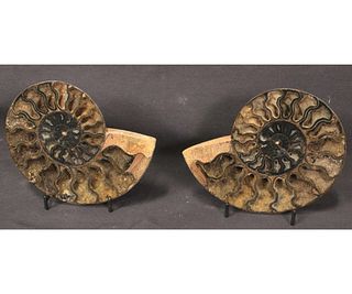 POLISHED AMMONITE FOSSIL PAIR