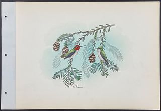 Brasher - Floresi Hummingbird. 431-1
