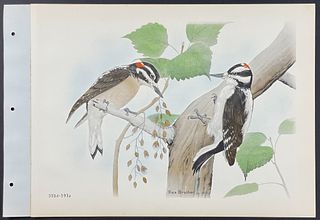 Brasher - Cabanis & Rocky Mountain Hairy Woodpecker. 393d