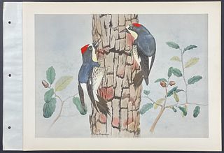 Brasher - Anteating Woodpecker. 407