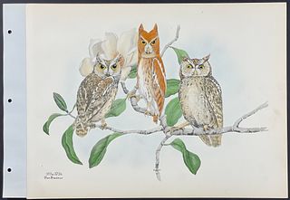 Brasher - Florida & Texas Screech Owl. 373a