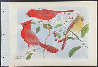 Brasher - Graytail & Florida Cardinal. 593c