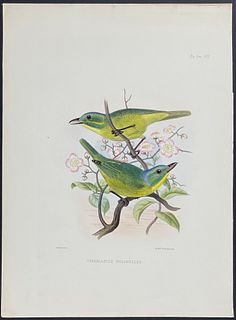Sclater - Green Shrike-Vireo. 8
