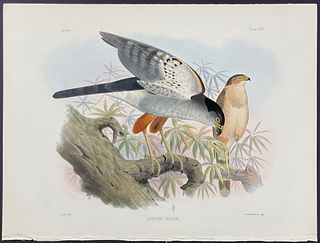 Sclater - Vieillot's Sparrow-Hawk. 69