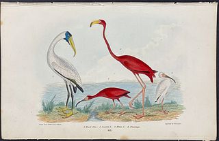 Wilson - Flamingo, Wood Ibis, Scarlet Ibis, & White Ibis. 66