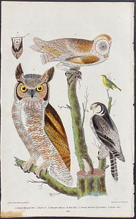 Wilson - Great Horned Owl, Barn Owl, Hawk Owl, Mouse & Bat. 50
