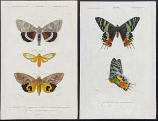 D'Orbigny - 5 Moth or Butterfly Engravings