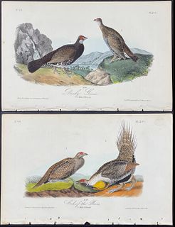 Audubon - PAIR: Dusky Grouse. 295 & Cock-of the Plains. 297