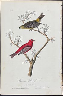 Audubon - Common Pine-finch. 199