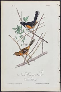 Audubon - Towhe Ground Finch. 195