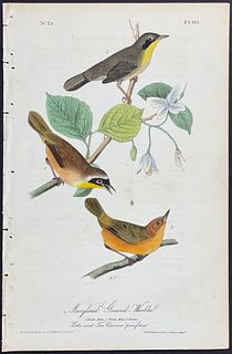 Audubon - Maryland Ground-Warbler. 102