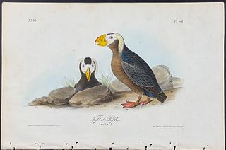 Audubon - Tufted Puffin. 462