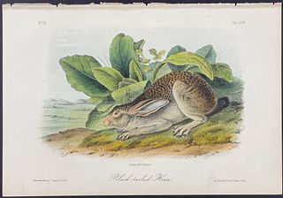 Audubon - Black-tailed Hare. 63