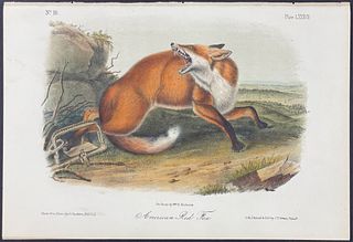 Audubon - American Red Fox. 87