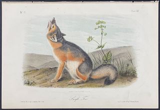 Audubon - Swift Fox. 52