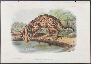 Audubon - Ocelot or Leopard Cat. 86