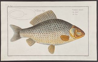 Bloch, Folio - Fish - Cyprinus Gibelio. 12