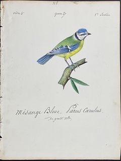 Delattre, Original Watercolor - Blue Tit. 118